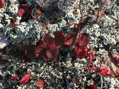 Crassula umbella