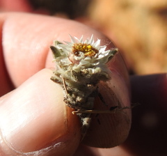 Helichrysum cerastioides