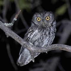 Megascops trichopsis