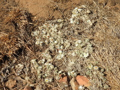 Helichrysum cerastioides