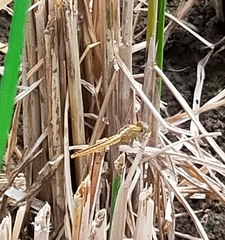 Crocothemis servilia