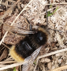 Bombus rupestris