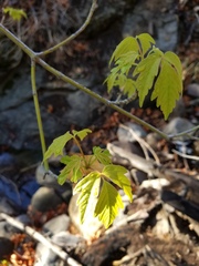 Acer negundo californicum