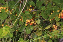 Searsia laevigata laevigata