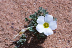 Oxalis annae