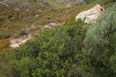 Searsia laevigata laevigata