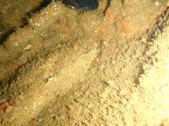 Polycera capensis