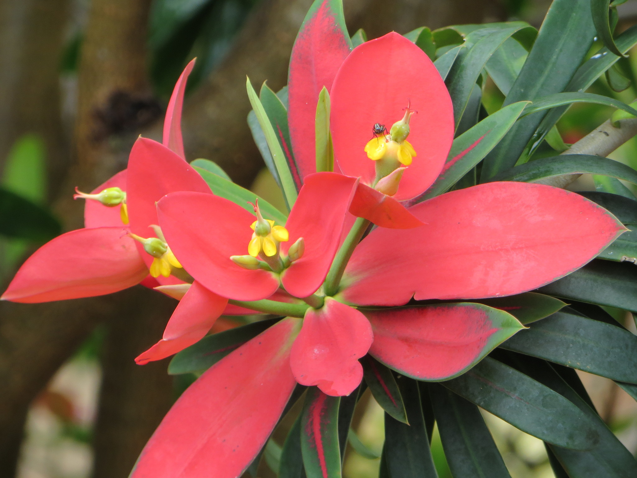 Euphorbia punicea