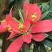 Jamaican Poinsettia - Photo (c) Joel Abroad, some rights reserved (CC BY-NC-SA)