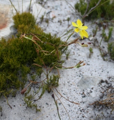 Moraea bituminosa