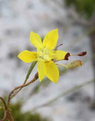 Moraea bituminosa