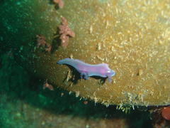 Tambja capensis