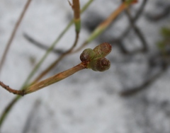 Moraea bituminosa