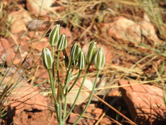Albuca setosa