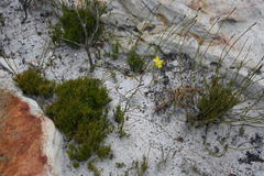 Moraea bituminosa