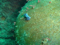 Tambja capensis