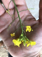 Brassica