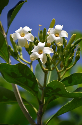 Fagraea berteroana