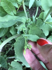 Brassica