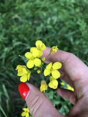 Brassica