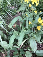 Brassica