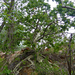 Ficus abutilifolia - Photo (c) Bernard DUPONT, μερικά δικαιώματα διατηρούνται (CC BY-NC-SA)
