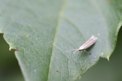 Plutella porrectella