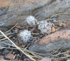 Anacampseros subnuda