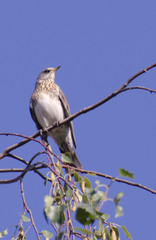 Turdus pilaris