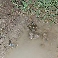 Tomopterna cryptotis