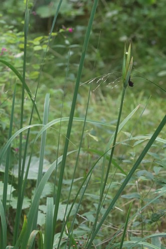 Iris ensata