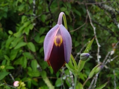 Calochortus purpureus