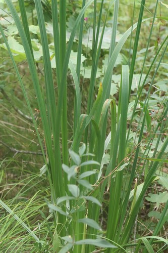 Iris ensata