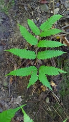 Pteris arisanensis