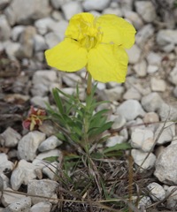 Oenothera hartwegii