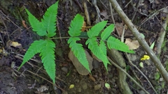 Pteris arisanensis