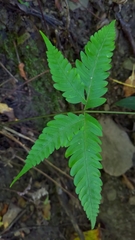 Pteris arisanensis