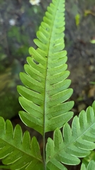 Pteris arisanensis