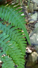 Pteris arisanensis