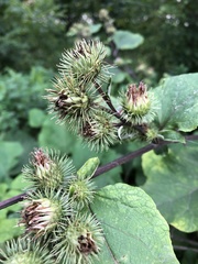Arctium lappa