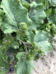 Arctium lappa