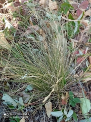Festuca rupicola