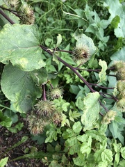 Arctium lappa