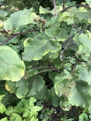 Arctium lappa