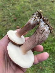 Tylopilus badiceps