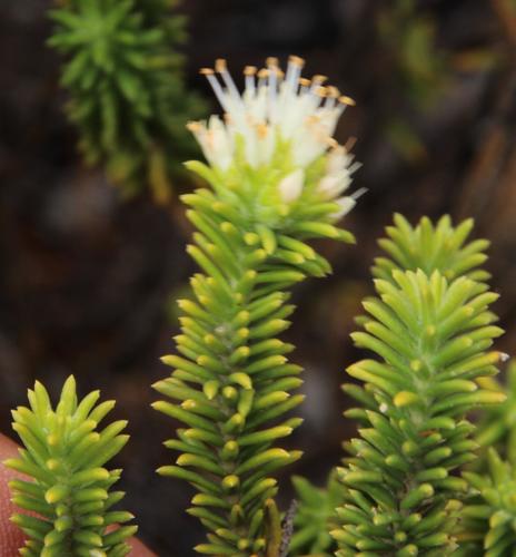 Campylostachys cernua (Campylostachys cernua)