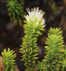 Campylostachys cernua