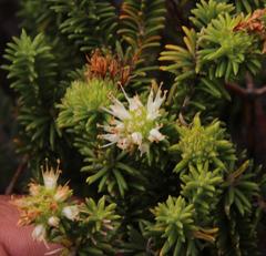 Campylostachys cernua