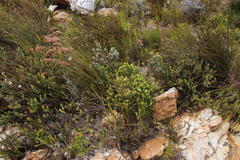 Campylostachys cernua