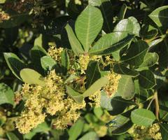 Searsia laevigata laevigata
